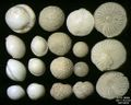 Foraminifera of Pag Island, Adriatic Sea -60 m. Field width = 5,5 mm.