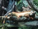 Iguana Aquarium Barcelona.jpg