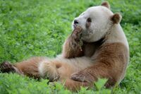 Qinling panda.jpg