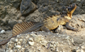 Hydrosaurus microlophus, male, Rompegading, Sulawesi.png