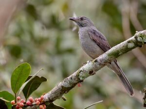 Lipaugus vociferans - Screaming Piha; Manaus, Amazonas, Brazil.jpg