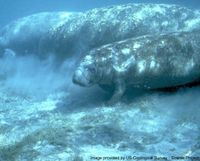 Manatee.jpg