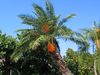 Palm tree.jpg