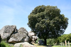 Quercus ilex JPG1.jpg