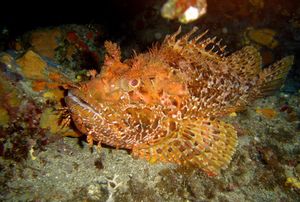 Scorpaena scrofa.jpg