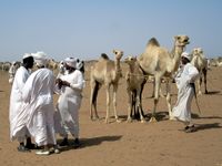 رعاة الإبل في السوق على الجانب الغربي من أم درمان