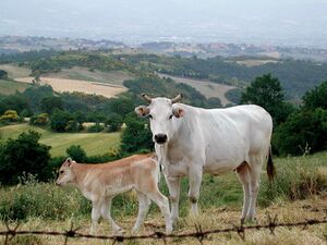 a white cow and wheaten calf in a field