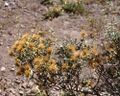 Chuquiraga oppostifolia (Barnadesioideae)