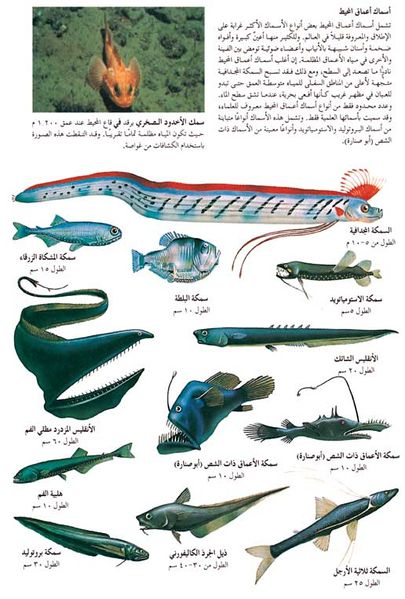 ملف:Fish15.jpg