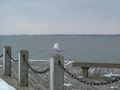 Mascot Dock- Village of Patchogue