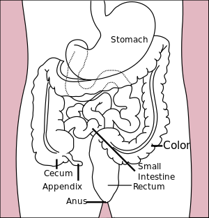 Stomach colon rectum diagram.svg