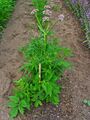 V. officinalis