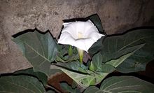 Datura flower on the plant (lateral view) near Hyderabad, Andhra Pradesh, India