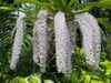 Rhynchostylis gigantea of Assam.jpg