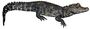 Bristol.zoo.westafrican.dwarf.croc.arp. white background.jpg
