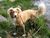 IggyTheToller01.jpg