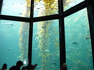 Photo of 50-قدم-tall (15 m) yellow plants in water behind glass wall divided into sections.
