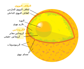 Diagram human cell nucleus multilang.svg