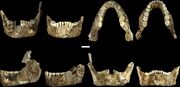 Lower jaws of LES1 (left) and DH1 (right)