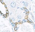 Keratin (high molecular weight) in bile duct cell and oval cells of mouse liver.