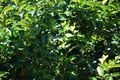 A persimmon tree during the summer.