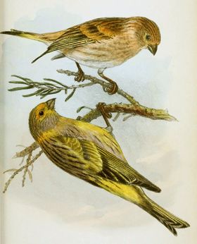 صورة معبرة عن الموضوع نعار سوري