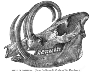 BabirusaSkullLyd2.png
