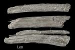 Estonian Museum of Natural History Specimen No 195150 photo (g57 g57-65 jpg).jpg