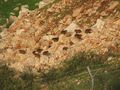 مستعمرة وبر في شمال إسرائيل