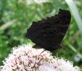 Underside of wings.