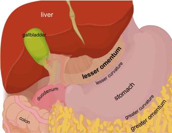 Lesser omentum EN.svg