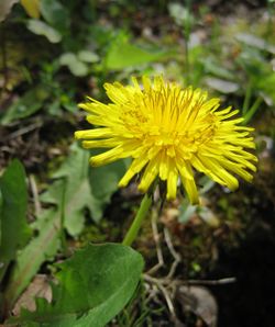 Macro dandelion Fcb981.JPG