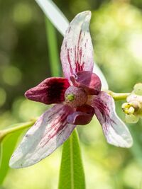 A natural hybrid Asimina flower with striated tepals