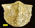 A Devonian spiriferid brachiopod from Ohio which served as a host substrate for a colony of hederelloids. The specimen is 5 cm wide.