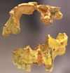 Homo antecessor.jpg
