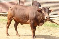 Malenadu Gidda 01.JPG