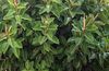Ficus November 2008-1.jpg
