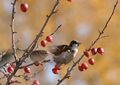 Female defending territory (food source Crabapple tree)