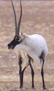 Antílope tibetano.jpg