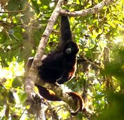 Brown monkey