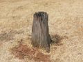Nest in a stump about a metre tall, on an exposed ridge in a field in southeastern Australia