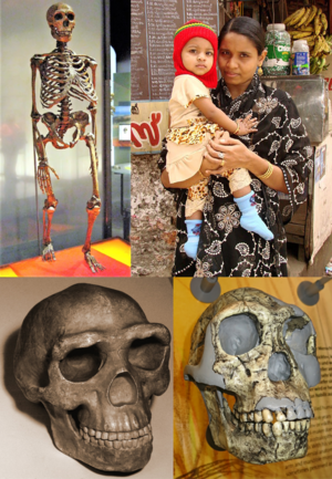 Members of Genus Homo.png