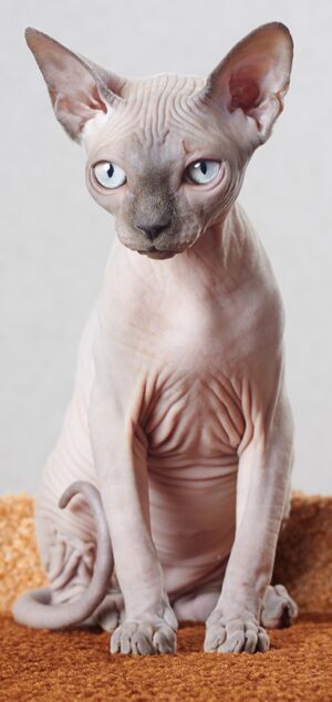 Sphynx - cat. img 031.jpg