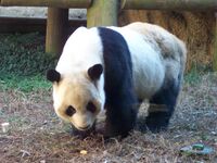Yang yang panda.JPG