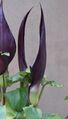 A. purpureospathum