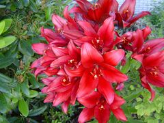 Lilium x Red Alert.jpg