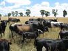 Nguni cattle.jpg