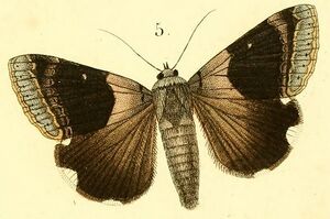 Pl.15-05-Achaea lienardi (Boisduval, 1833).jpg