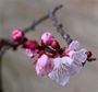 Prunus armeniaca 'Moorpark'.jpg