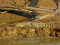 Seen here is a juvenile crocodile, which grows considerably in length over several years but is easily distinguished by slender build and size.